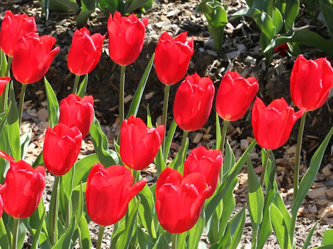 Tulipa cv. Red Raven