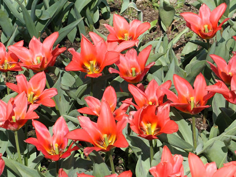 Tulipa cv. Red Riding Hood
