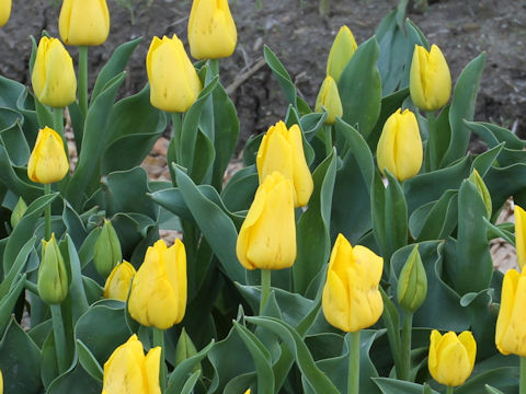 Tulipa cv. Lady Margot