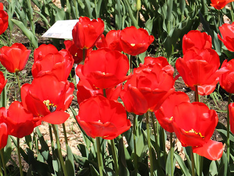 Tulipa cv. Lefeber's Memory