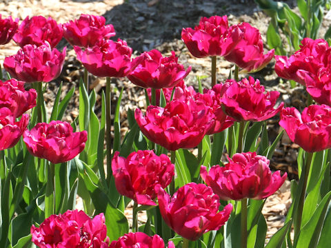 Tulipa cv. Royal Acres