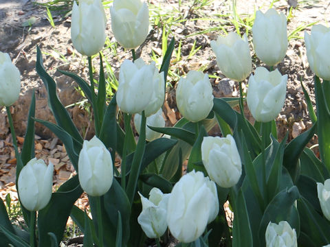 Tulipa cv. Royal Virgin