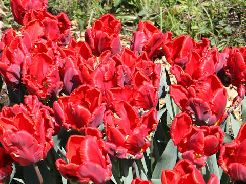 Tulipa cv. Rococo