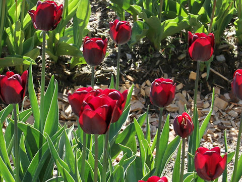Tulipa cv. Ronald