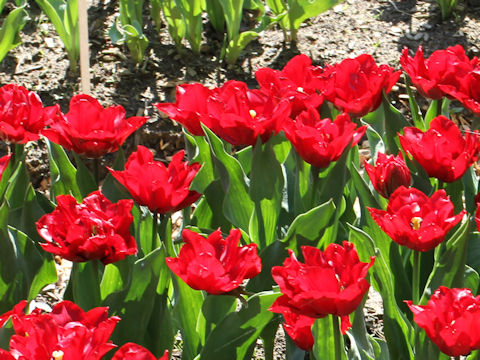 Tulipa cv. Robinho