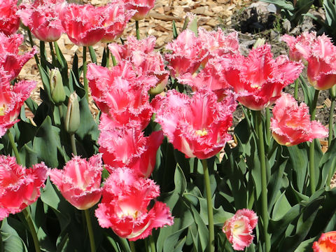 Tulipa cv. Warsa