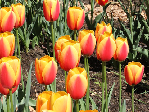 Tulipa cv. World Peace