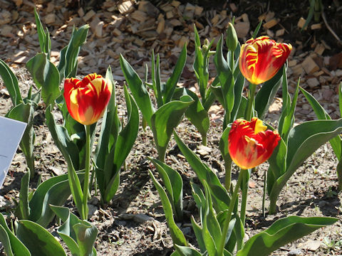 Tulipa cv. Washigton