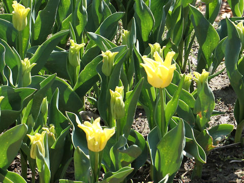 Tulipa cv. Yellow Crown