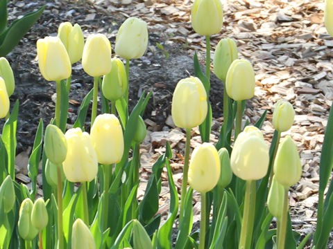 Tulipa cv. Ginpai