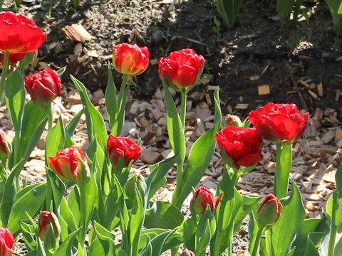 Tulipa cv. Beni-jishi