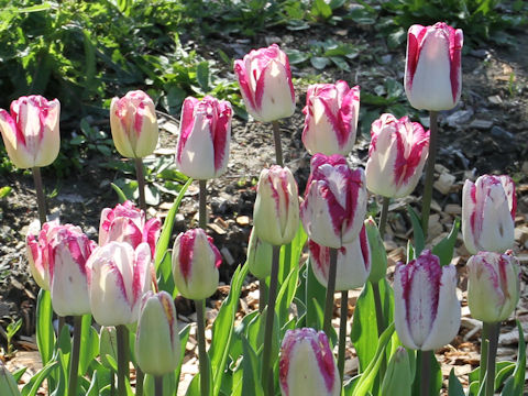 Tulipa cv. Shiun