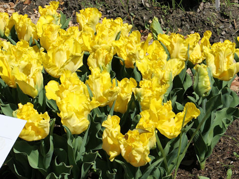 Tulipa cv. Yellow Sun