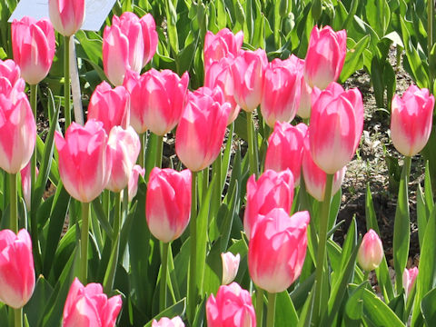 Tulipa cv. Hatsu-zakura