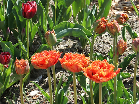 Tulipa cv. Jounetsuno-hanabi