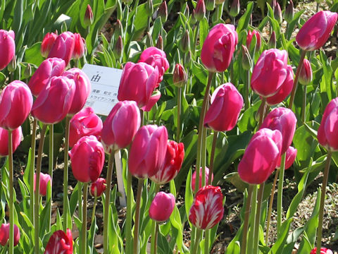 Tulipa cv. Fujigoromo