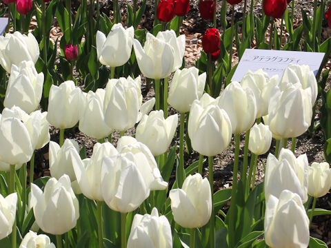 Tulipa cv. Wataboushi