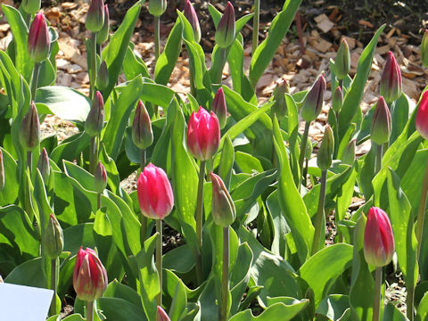 Tulipa cv. Yuko