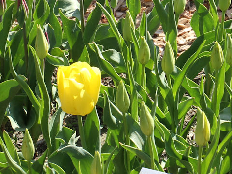 Tulipa cv. Yuzuki