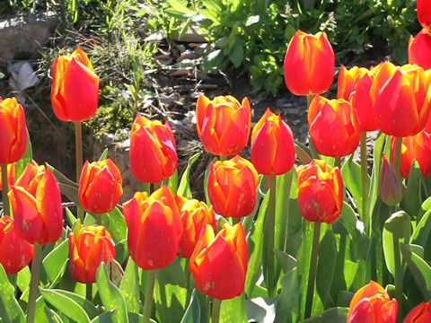 Tulipa cv. Koiakane