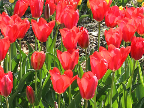 Tulipa cv. Ryuki