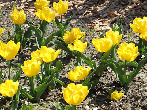 Tulipa cv. Yellow Baby