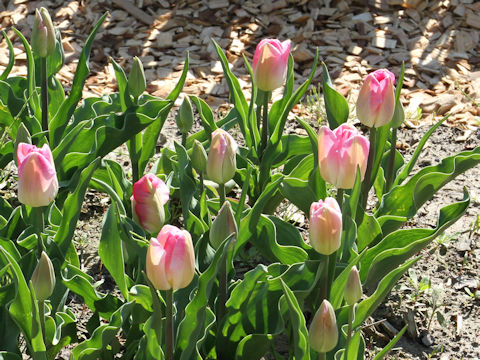 Tulipa cv. Innuendo