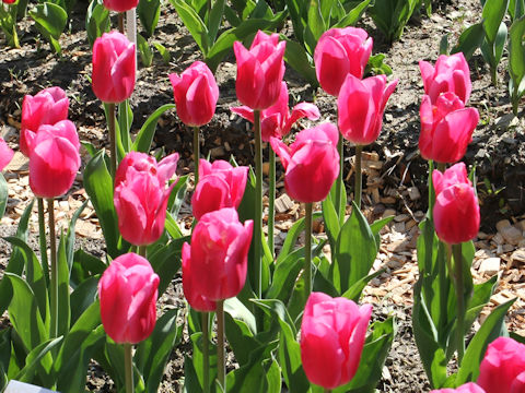 Tulipa cv. Irina