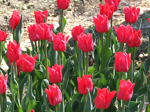 Tulipa cv. Ile de Orange
