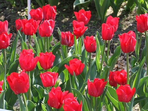 Tulipa cv. Ile de France