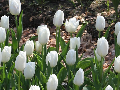 Tulipa cv. Inzell