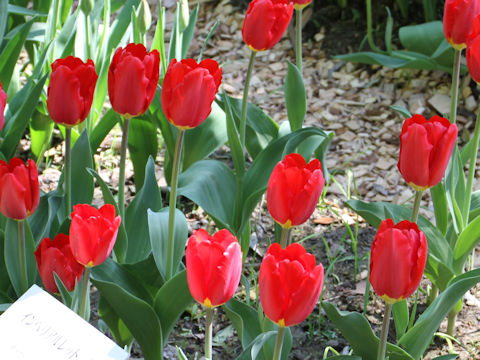 Tulipa cv. Imperial Red