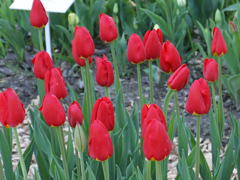 Tulipa cv. Wisley