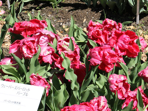 Tulipa cv. Webers Parrot Purple