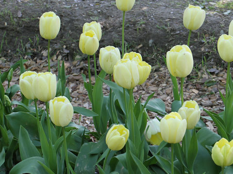 Tulipa cv. Ivory Floradale