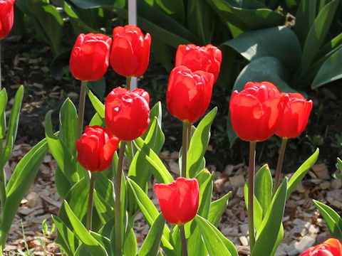 Tulipa cv. Escape