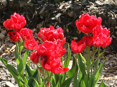 Tulipa cv. Estatic