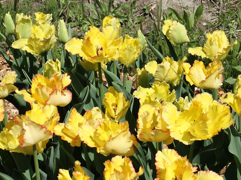 Tulipa cv. Estella Rijnveld