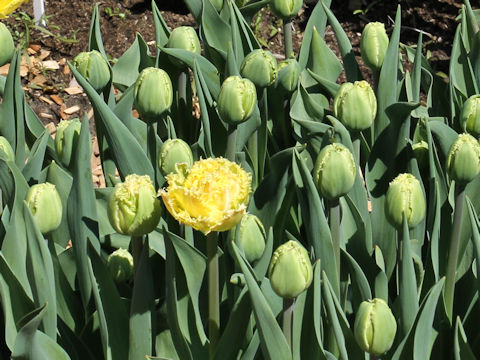 Tulipa cv. Esprit