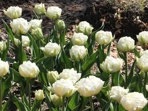 Tulipa cv. Evita