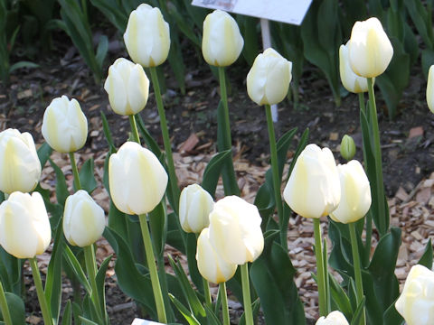 Tulipa cv. Angels Wish