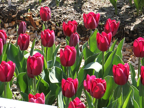 Tulipa cv. Endulance