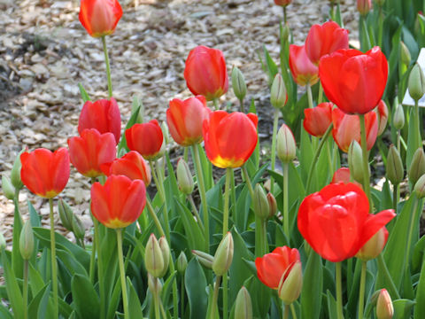 Tulipa cv. Empire State