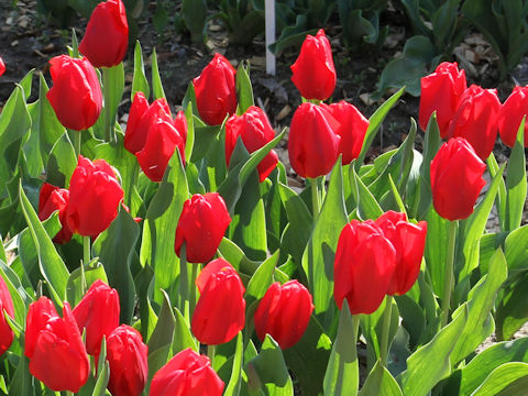Tulipa cv. Oscar