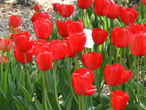 Tulipa cv. Oxford