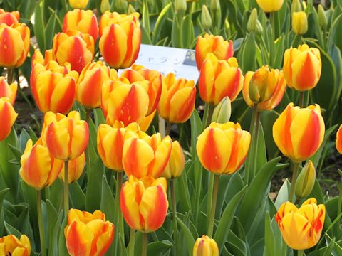 Tulipa cv. Oxford Wonder