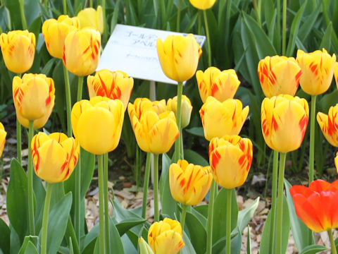 Tulipa cv. Olympic Flame