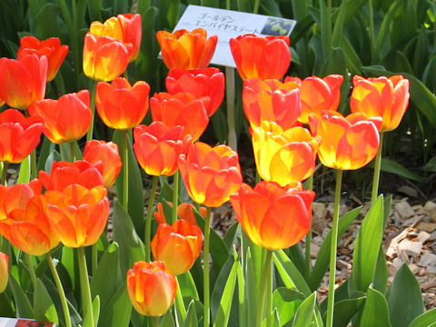 Tulipa cv. Orange Queen