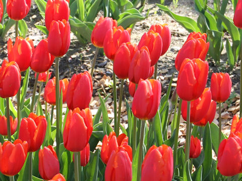 Tulipa cv. Orange Ninja
