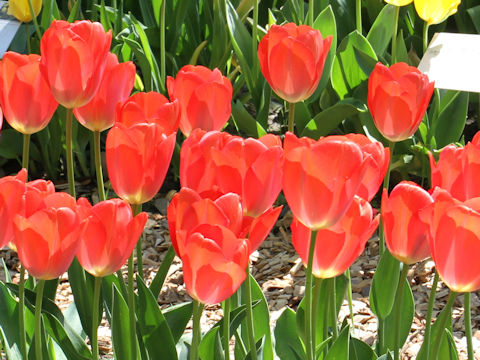 Tulipa cv. Orange Van Eijk